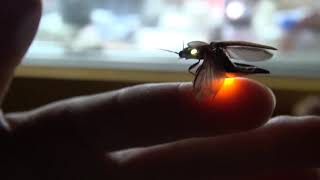 Bioluminescent click beetle Pyrophorini glowing in two colors when flying off [upl. by Alaikim]