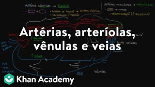 Artérias arteríolas vênulas e veias [upl. by Alexandra]