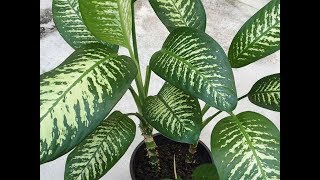 Reproduction Dieffenbachia [upl. by Dilks503]