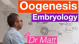 Oogenesis  Embryology [upl. by Milinda]