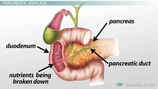 Pancreas Function Enzymes amp Role in Digestion [upl. by Lindie]