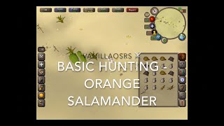 Orange Salamander OSRS Beginner Hunting Guide [upl. by Ulises]