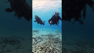 Scuba Diving Bonaire [upl. by Anurag517]