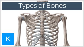 Types of bones in the human skeleton  Human Anatomy  Kenhub [upl. by Aylsworth]