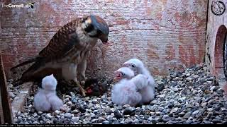 American Kestrel Chick Upended During Feeding – June 21 2018 [upl. by Nivahb]