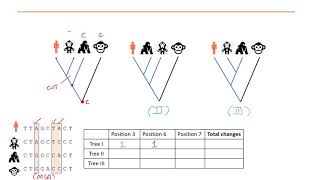 Phylogenetics Part 5  Maximum Parsimony and Maximum Likelihood methods [upl. by Jacie]