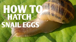 How to hatch garden snail eggsanimalcarer291 [upl. by Lohrman]