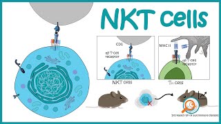 NKT cells  development and function [upl. by Goran]