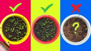 7 FATAL MISTAKES Why Seeds Not Germinating or Sprouting [upl. by Bubb]