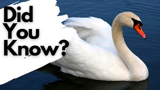 Things you need to know about MUTE SWANS [upl. by Dewhurst]