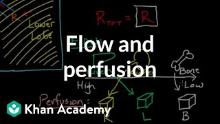 Flow and perfusion  Circulatory system physiology  NCLEXRN  Khan Academy [upl. by Naffets746]