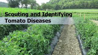 Scouting and Identifying Tomato Diseases [upl. by Alaek]