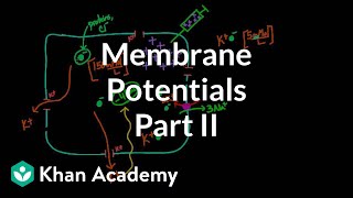 Membrane potentials  part 2  Circulatory system physiology  NCLEXRN  Khan Academy [upl. by Johnathan]