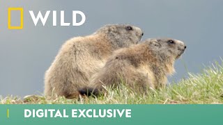 Marmot Prepares For Hibernation  Winter Wonderland  National Geographic Wild UK [upl. by Odnaloy]