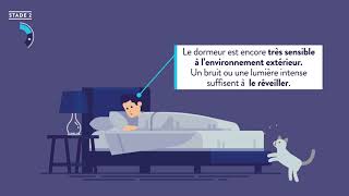 Les Cycles du sommeil [upl. by Ness]