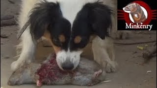 Mink and Dog Cleanup Backyard Rats Part 2 [upl. by Hickey]