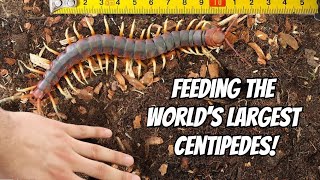 GIANT CENTIPEDE PET FEEDING Scolopendra gigantea [upl. by Shelly]