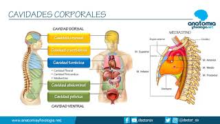 CAVIDADES CORPORALES  Resúmenes de Anatomía y Fisiología [upl. by Aiotal]