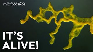 Slime Molds When Micro Becomes Macro [upl. by Nwadahs]