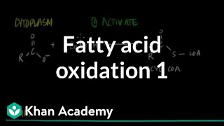 Fatty Acid Oxidation  Part I [upl. by Dnomsed]