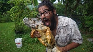 EATING IGUANA  Catching and Cooking Invasive Green Iguanas in Florida [upl. by Greenes]