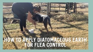 How to Apply Diatomaceous Earth on Dogs Correctly for Flea Control [upl. by Ytok]