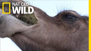 Camels Dont Mind Spines In Their Cacti  Nat Geo Wild [upl. by Lazos]