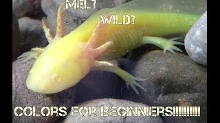 Axolotl Color Morph Basics [upl. by Cosma]