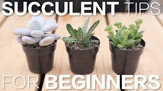 Succulent Tips for Beginners  Garden Answer [upl. by Apul80]