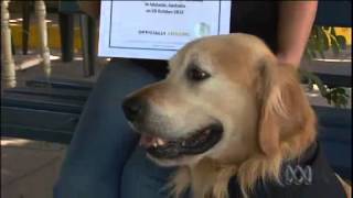 Loudest Dog Bark In The World  Guinness World Record [upl. by Hadwin]