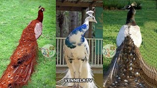 Beautiful amp Rare Peacocks in the World  Never Seen this Peacocks  VENNELA TV [upl. by Engle]