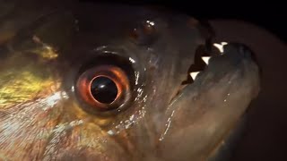 Vicious Piranha Moments  BBC Earth [upl. by Lletnom409]