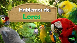 Hablemos de Loros [upl. by Noevart]