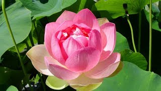 Secret Tips to grow Lotus at HomeEasiest method to grow Lotus plant from Seedpart1 [upl. by Cott]