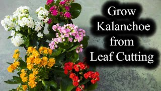 How to Grow Kalanchoe from Leaf Cutting  Full Guide [upl. by Lartnom]