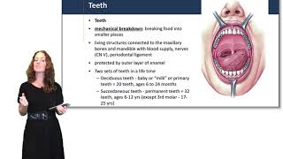 Digestive System Mouth Pharynx amp Esophagus [upl. by Enrique]