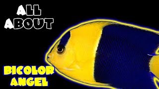 All About The BiColor Angelfish [upl. by Geoffry839]