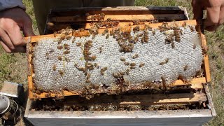 Honey Harvest 2019 188 Pounds [upl. by Rovelli]