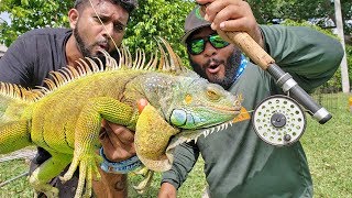 Fly Fishing for Giant Iguanas [upl. by Teodora]