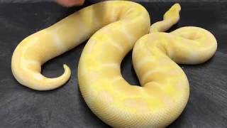 Ball Python Morphs 4 Albinos [upl. by Zurek]