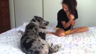 The Love and affection from Paisley 5 month old Great Dane [upl. by Enelia431]