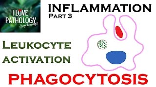 Immunology  Monocytes and Macrophages [upl. by Anerda]