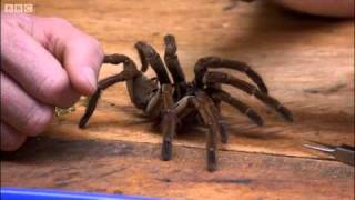 Goliath birdeating spider  Expedition Guyana  BBC [upl. by Hilario]