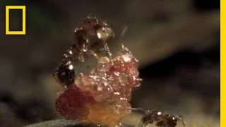 FleshEating Ants  National Geographic [upl. by Quent]