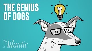 Dogs Have a Special Genius [upl. by Annissa]