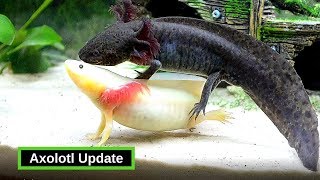 Axolotls  What You Need To Know [upl. by Ykceb]