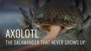 Axolotl Some Fascinating Facts [upl. by Neidhardt860]