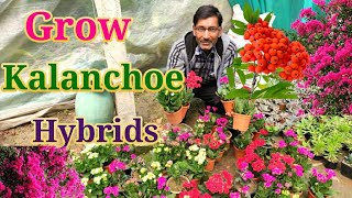 Grow Kalanchoe to get enormous Flowering [upl. by Ettenal]