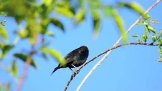 Brownheaded Cowbird [upl. by Arielle]