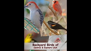 Identify Your Common Backyard Birds Central amp Eastern USA [upl. by Krum]